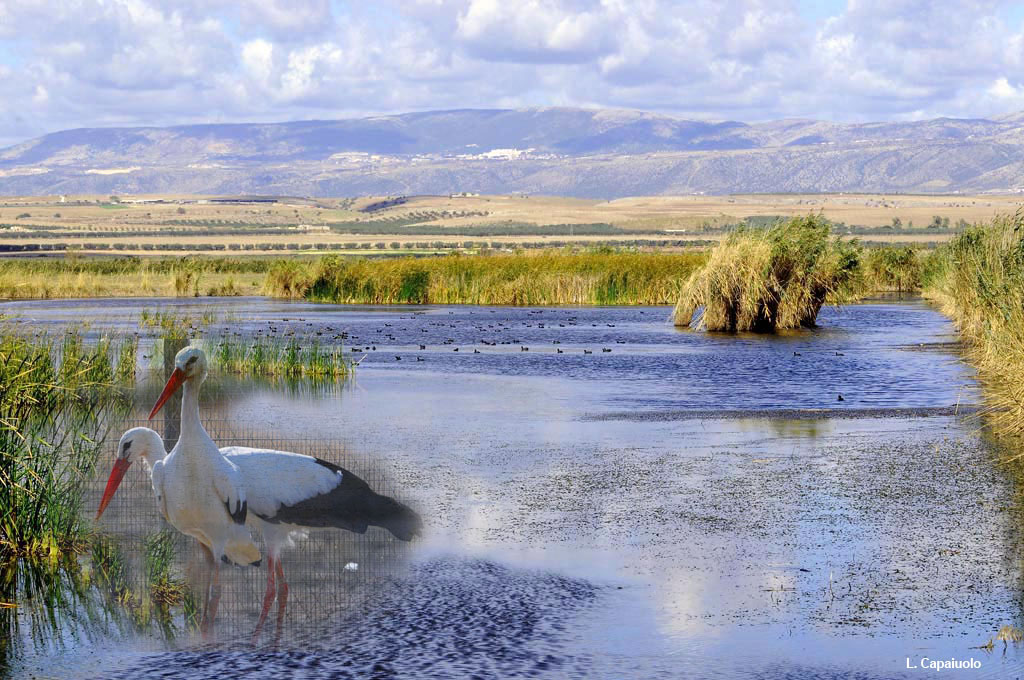 La Palude Frattarolo e lOasi Lago Salso